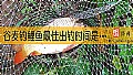 谷麦钓鲤鱼最佳出钓时间是什么时候？