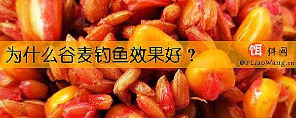 为什么谷麦钓鱼效果好