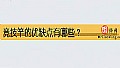 《竞技竿的优缺点有哪些?》封面图