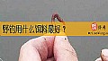 《野钓用什么饵料最好？》封面图