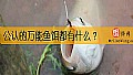 《公认的万能鱼饵都有什么？》封面图