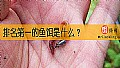 《排名第一的鱼饵是什么？》封面图