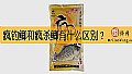 《疯钓鲫和疯杀鲫有什么区别?》封面图