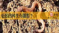 《蚯蚓的种类有哪些？》封面图