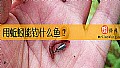《用蚯蚓能钓什么鱼？》封面图