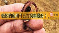 蚯蚓钓鱼用什么打窝料最好？