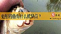 《蚯蚓钓鱼有什么优缺点？》封面图