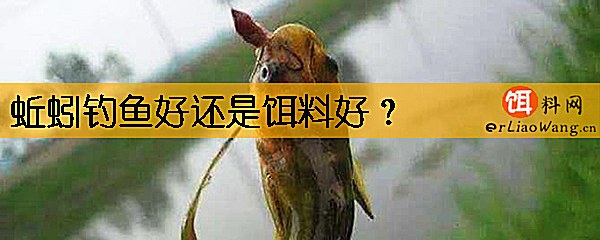 蚯蚓钓鱼好还是饵料好