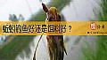 《蚯蚓钓鱼好还是饵料好？》封面图