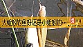 《大蚯蚓钓鱼好还是小蚯蚓钓鱼好？》封面图