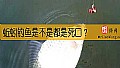 蚯蚓钓鱼是不是都是死口?