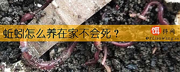 蚯蚓怎么养在家不会死