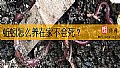 《蚯蚓怎么养在家不会死？》封面图