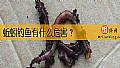 蚯蚓钓鱼有什么危害？