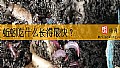 《蚯蚓吃什么长得最快？》封面图