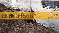 《蚯蚓钓鱼为什么没口？》封面图