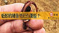 蚯蚓钓鲤鱼绝招有哪些？