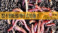 《挖不到蚯蚓用什么钓鱼？》封面图
