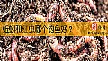 《蚯蚓和红虫哪个钓鱼好？》封面图