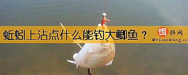 蚯蚓上沾点什么能钓大鲫鱼