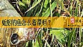 《蚯蚓钓鱼怎么看漂相？》封面图