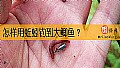 《怎样用蚯蚓钓到大鲫鱼？》封面图