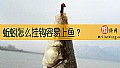 《蚯蚓怎么挂钩容易上鱼？》封面图