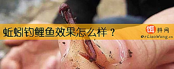 蚯蚓钓鲤鱼效果怎么样