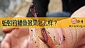 蚯蚓钓鲤鱼效果怎么样？