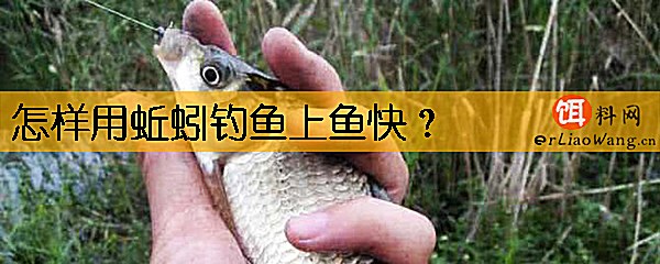 怎样用蚯蚓钓鱼上鱼快