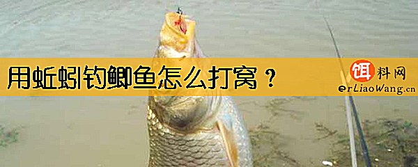 用蚯蚓钓鲫鱼怎么打窝