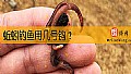 蚯蚓钓鱼用几号钩？