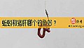 蚯蚓和猪肝哪个钓鱼好？