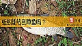 《蚯蚓能钓到草鱼吗？》封面图