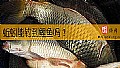 《蚯蚓能钓到鲤鱼吗？》封面图