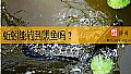 《蚯蚓能钓到黑鱼吗？》封面图