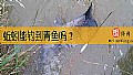 蚯蚓能钓到青鱼吗？