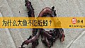 《为什么大鱼不吃蚯蚓？》封面图