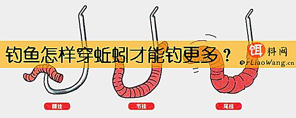 钓鱼怎样穿蚯蚓才能钓更多