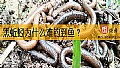 《黑蚯蚓为什么难钓到鱼？》封面图