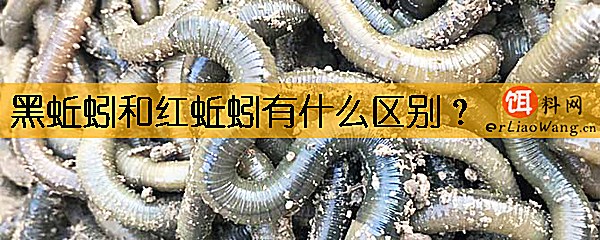 黑蚯蚓和红蚯蚓有什么区别