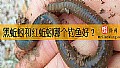 《黑蚯蚓和红蚯蚓哪个钓鱼好？》封面图