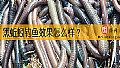 《黑蚯蚓钓鱼效果怎么样？》封面图