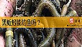 《黑蚯蚓能钓鱼吗？》封面图