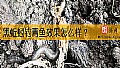黑蚯蚓钓青鱼效果怎么样？