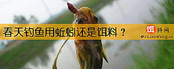 春天钓鱼用蚯蚓还是饵料