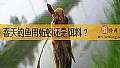 《春天钓鱼用蚯蚓还是饵料？》封面图