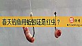 春天钓鱼用蚯蚓还是红虫？
