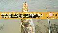 《春天用蚯蚓能钓到鲤鱼吗？》封面图