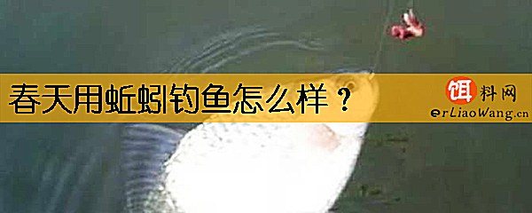 春天用蚯蚓钓鱼怎么样